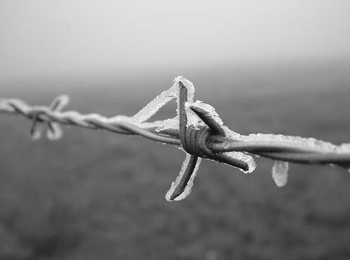 Barbed Wire